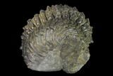 Wide, Partially Enrolled, Spiny Drotops Trilobite #169569-5